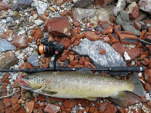 Brown Trout