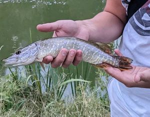 Northern Pike