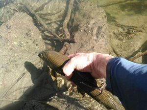 Grayling