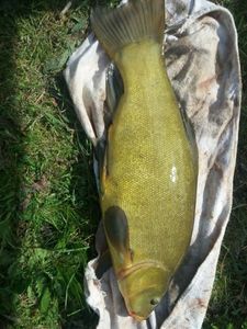 Tench
