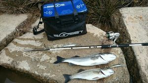 European Bass (Seabass)