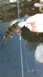 European Perch
