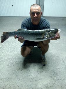 European Bass (Seabass)