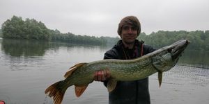 Northern Pike