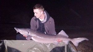 Sturgeon