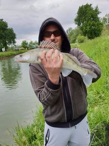 Zander