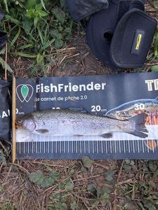 Rainbow Trout