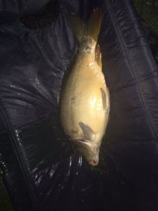 Leather Carp