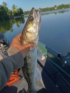 Zander