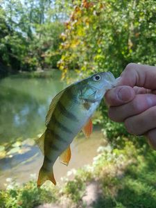 European Perch