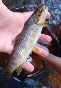 Brown Trout