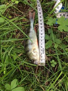 European Perch