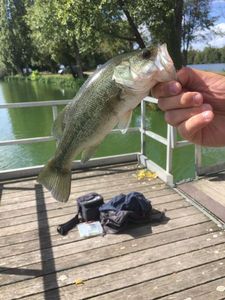 Largemouth Bass