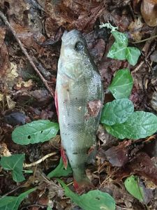 European Perch