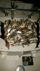 Blackspot Seabream