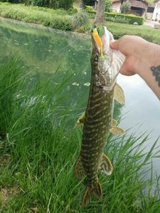 Northern Pike