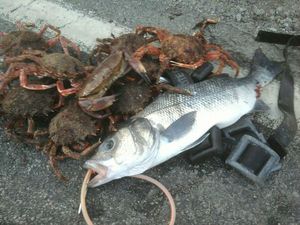 European Bass (Seabass)