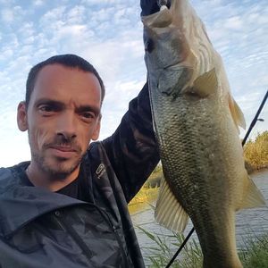 Largemouth Bass