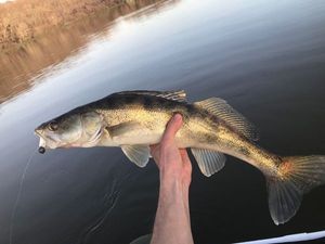 Zander