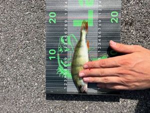 European Perch