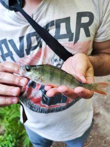 European Perch