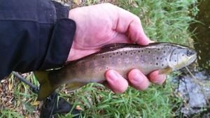 Brown Trout