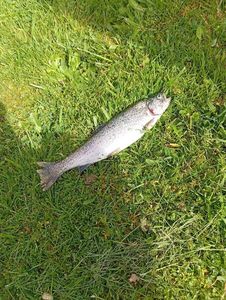 Rainbow Trout