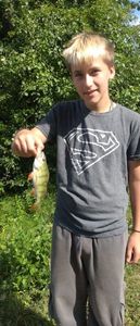 European Perch