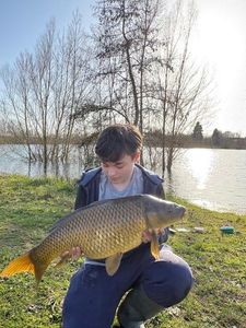 Common Carp