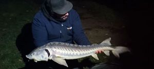 Sturgeon