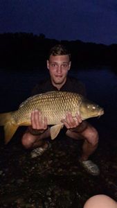 Common Carp