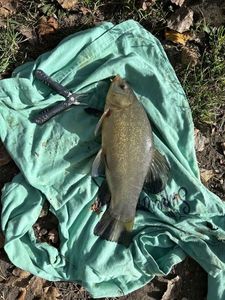 Tench