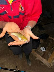 Channel Catfish