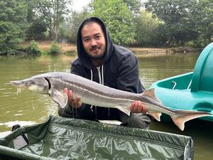 Sturgeon