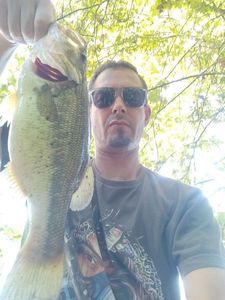 Largemouth Bass