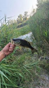 Largemouth Bass