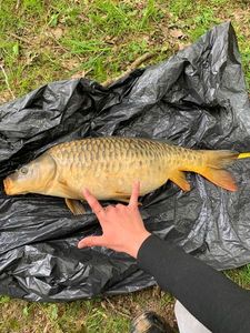 Common Carp