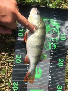 European Perch