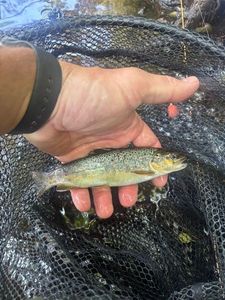 Brown Trout