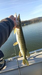 Brochet