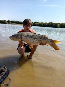 Common Carp