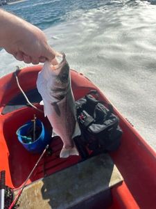 European Bass (Seabass)