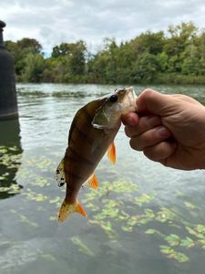 European Perch