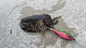 Common Cuttlefish