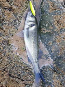 European Bass (Seabass)