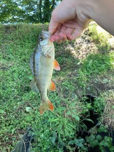 European Perch