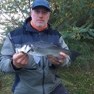 European Bass (Seabass)