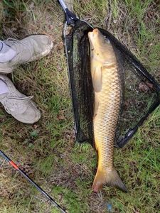 Common Carp