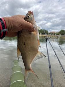 Common Bream