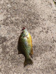 Green Sunfish